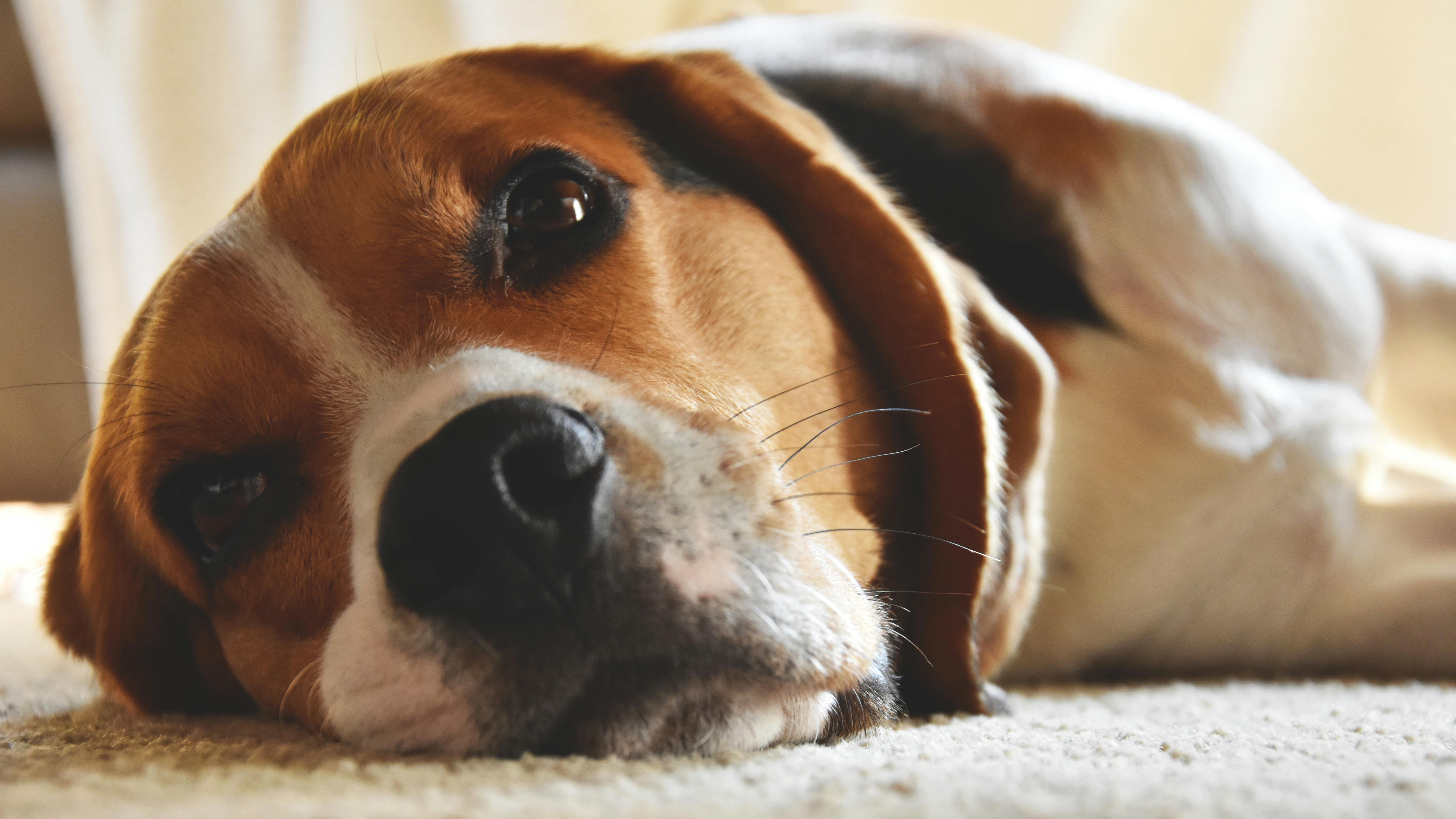 How to Find the Best Animal Hospital Near You in Calgary