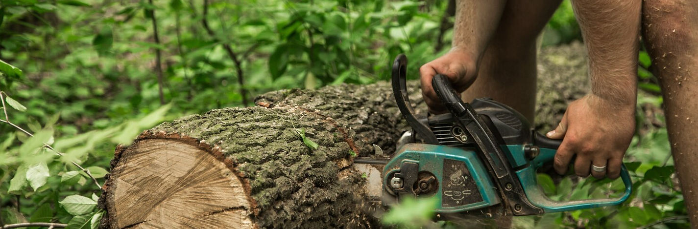 How to Choose the Right Residential Tree Services Provider?