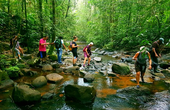 Rain Forest Tours: Adventure, Wildlife, and Natural Beauty
