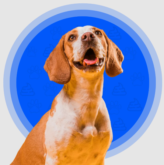 Reliable Dog Poop Pickup in DFW – Professional & Hassle-Free Yard Cleaning