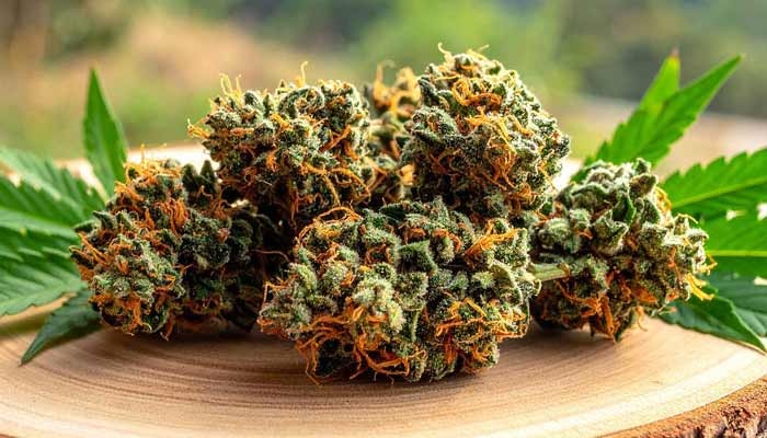 A Trusted Destination for Premium Herbal Products and Bulk Weed Order