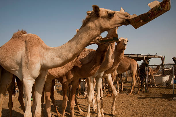 Global Camel Milk Market: Nutrition Trends and Supply Resilience Driving Industry Growth