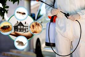 What Are the Most Reliable Termite Control Services in Lahore?