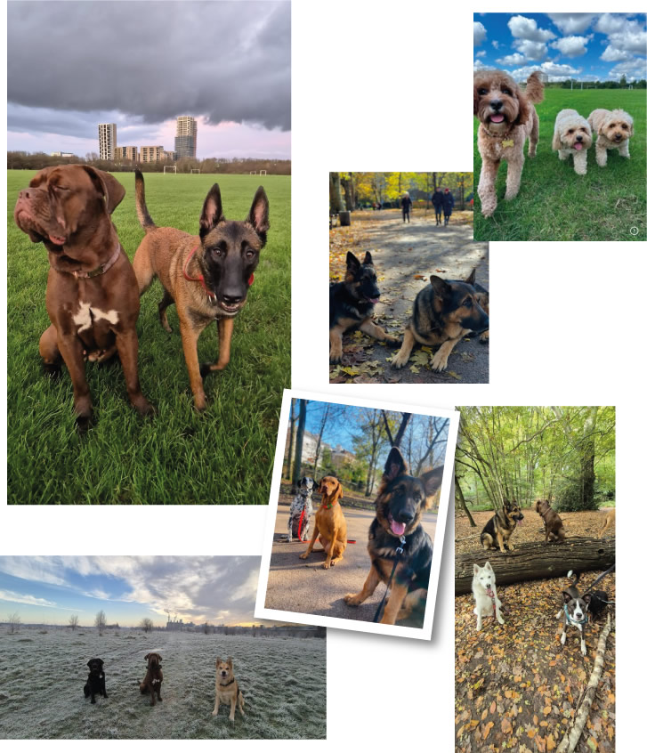 Understanding Dog Walking and Boarding Prices: What Pet Owners Need to Know