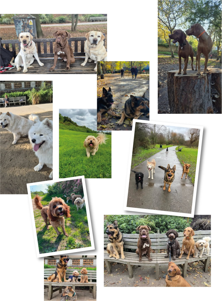 Keeping Your Pet Happy and Active: The Benefits of Day Dog Care