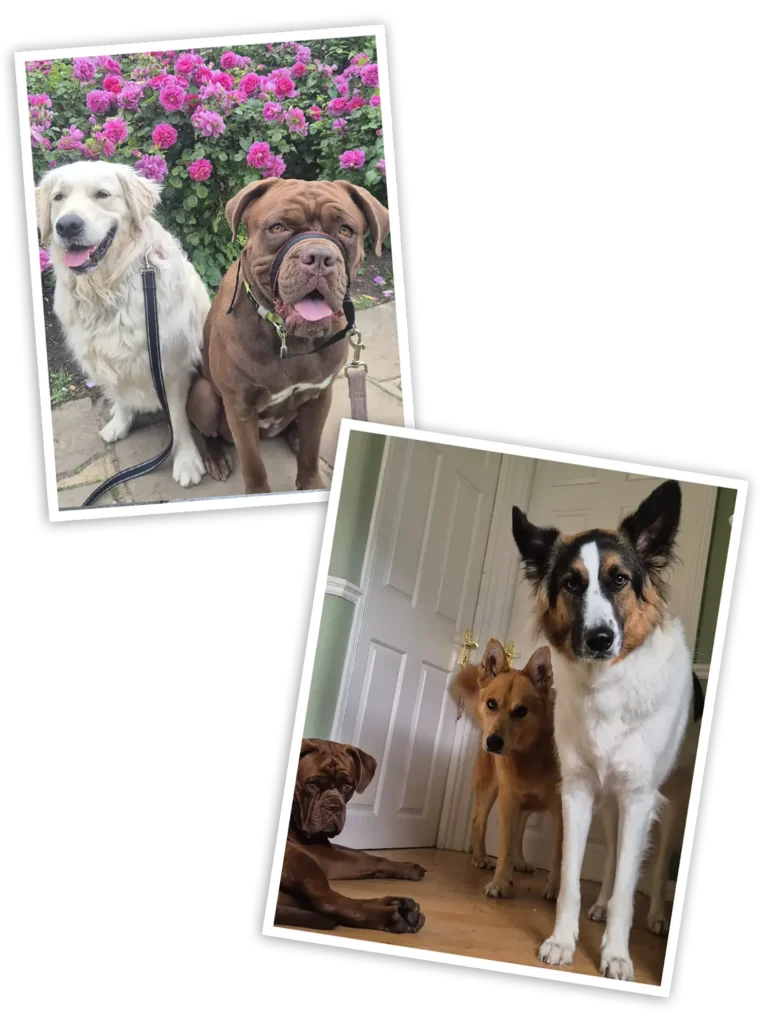 Ensuring Your Dog’s Comfort and Safety: Professional Dog Boarding Services