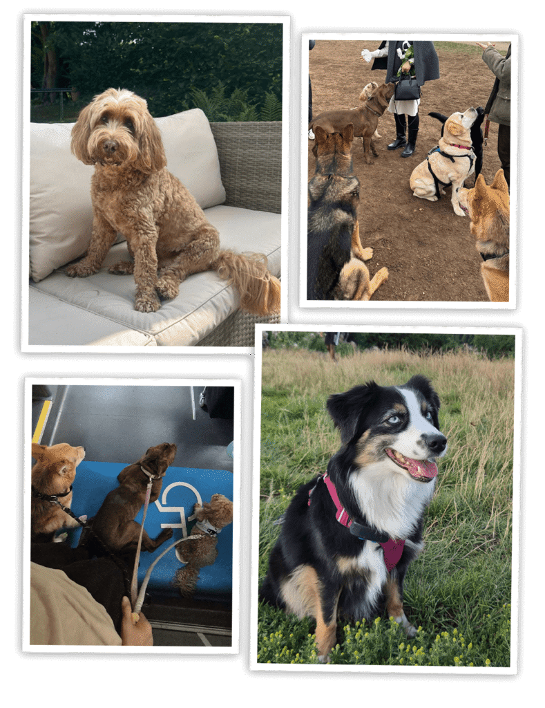 Ensuring Your Dog’s Health and Happiness: The Benefits of Professional Dog Walking