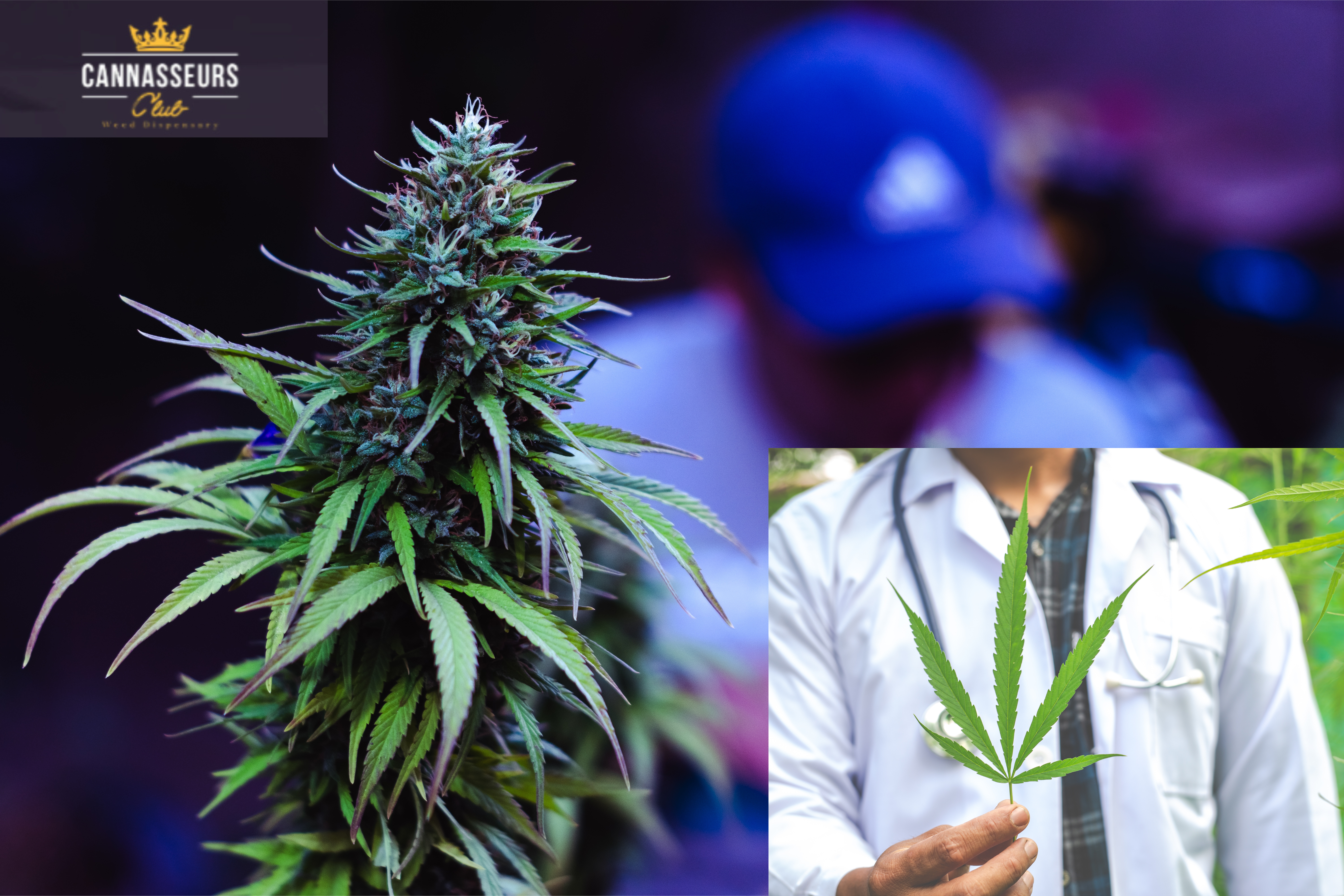Best Dispensary in Washington DC for Premium Cannabis Products