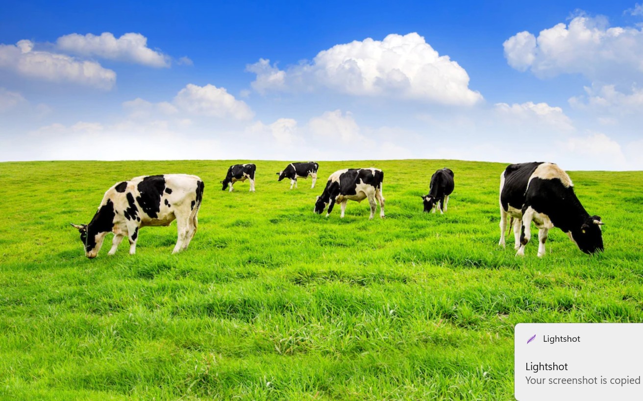 Real Cow Farms Near Houston That Still Raise Cattle Right