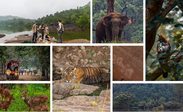 Hidden Forest Retreats in Madhai Near Satpura National Park