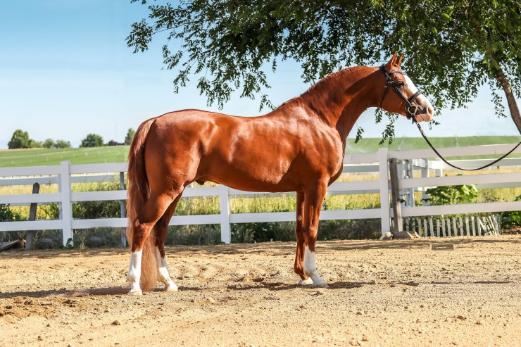 The Legacy of CMK Bloodlines: Preserving Classic Arabian Type!