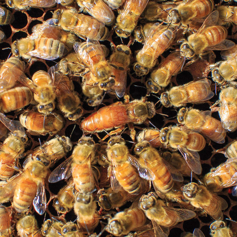 Buy Honey Bees Online | Live Bees for Sale Across Australia