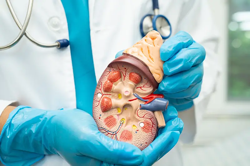 What Is Hormone Support and Why Does It Matter for Your Health?