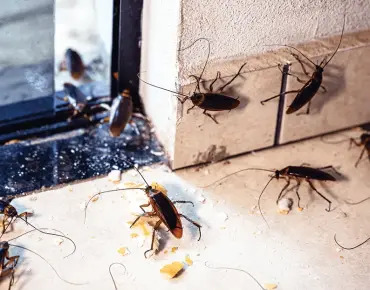 Pests Taking Over Your Home in Scarborough?