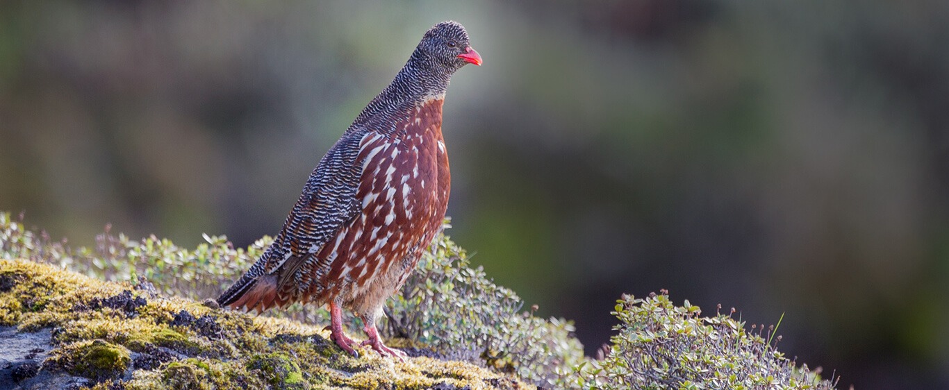 Birding in India: Why It’s a Paradise for Bird Lovers