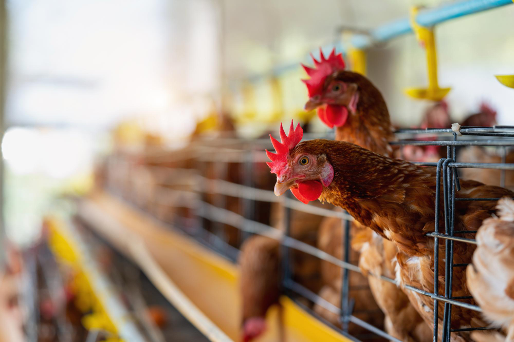 Essential Poultry Farming Solutions Every Beginner Should Know