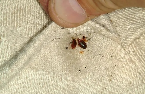Can Heat Treatment for Bed Bugs near Me Solve Multi-Room Infestations?