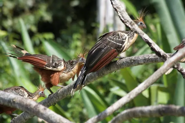 4-Day Amazon Jungle Tour in Peru: Is Tambopata the Best Choice?