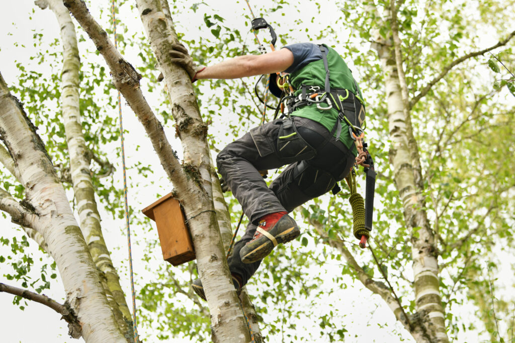 The Importance of Professional Tree Care for Healthy Outdoor Spaces