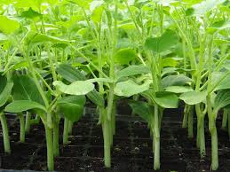 Online Vegetable Nursery – Is Online Vegetable Nursery Safe to Buy From?