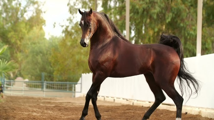 How Bear Claw Arabians Keep Desert Heritage Alive?