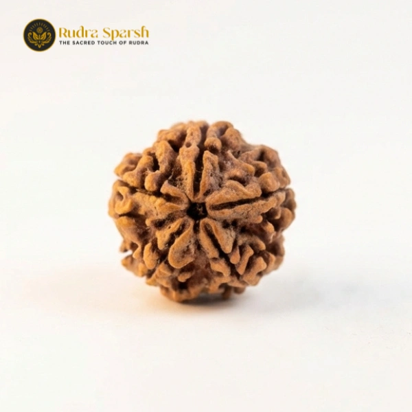 5 Mukhi Rudraksha: Meaning, Benefits, and Importance