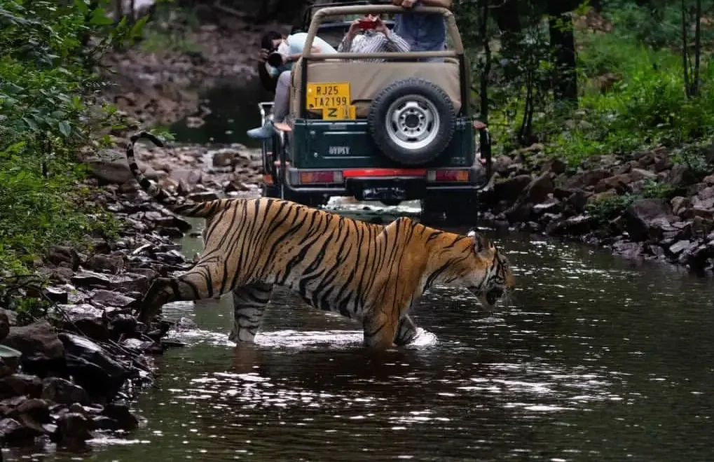 Ranthambore Tiger Safari Booking