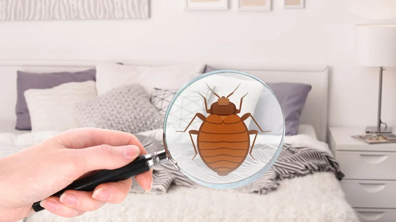 10 Home Maintenance Mistakes That Attract Mice
