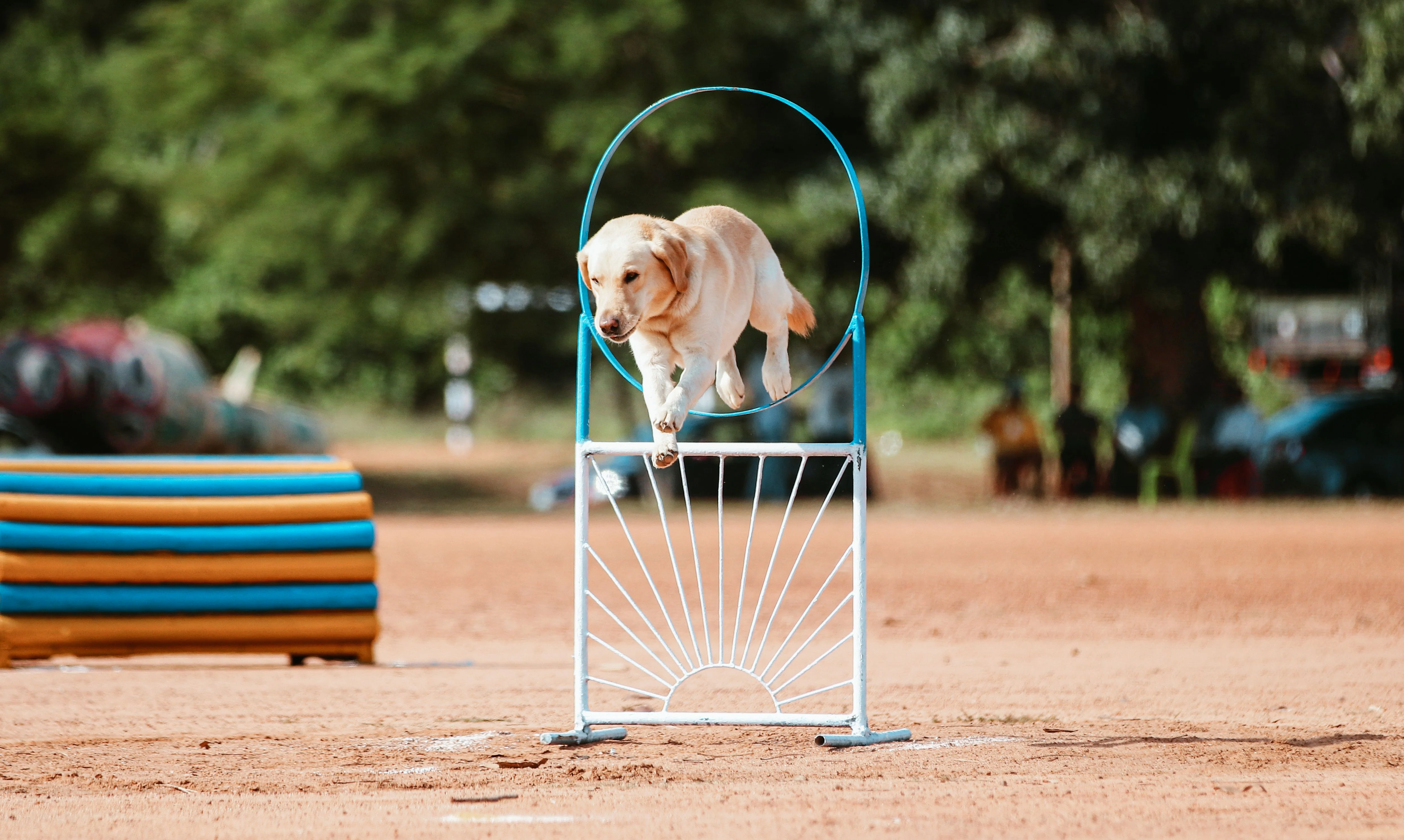 Beginner's Guide: Is Dog Agility Right for Your Dog?