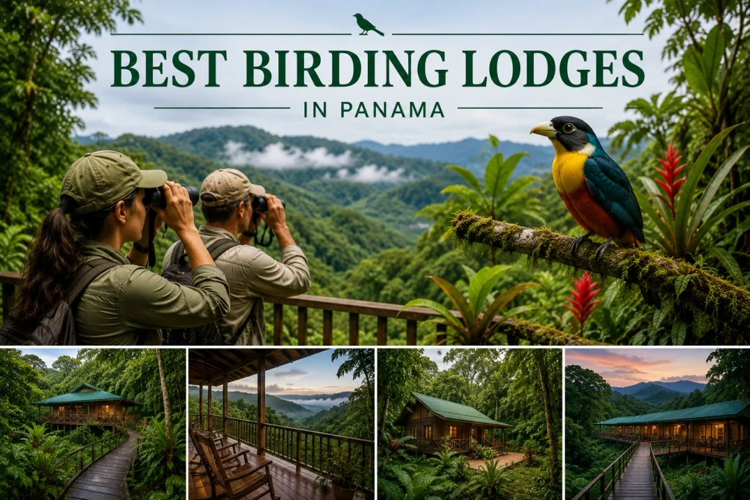 Why Tranquilo Bay Stands Out Among the Best Birding Lodges in Panama
