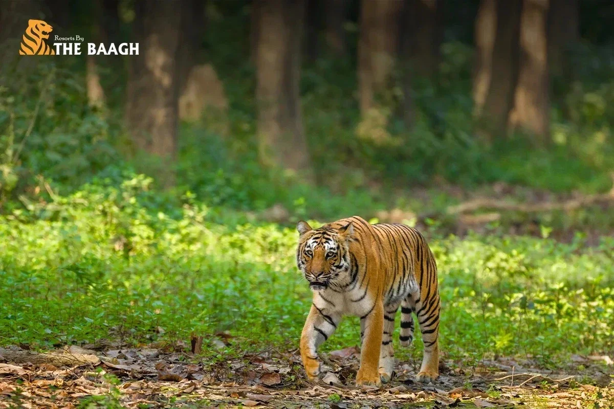 Resorts in Jim Corbett: Experience Luxury, Nature, and Comfort at Resort by the Baagh