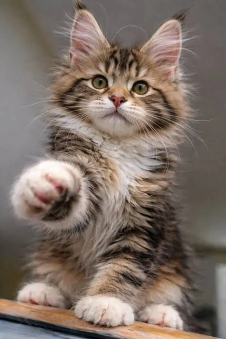 Gentle Black Silver Maine Coon Cat | NW Coonies