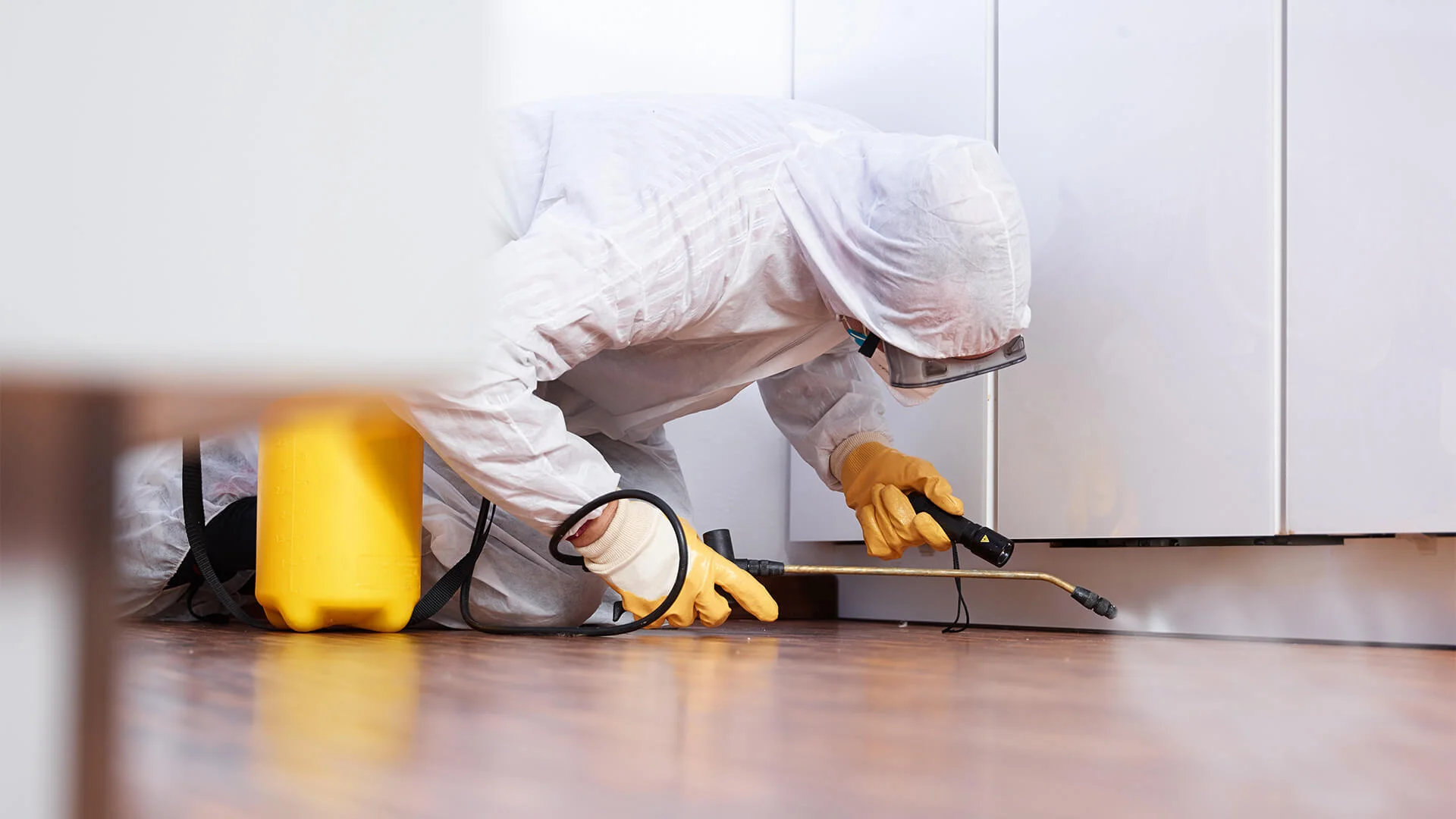 Top Signs You Need Ant Control Services in the USA