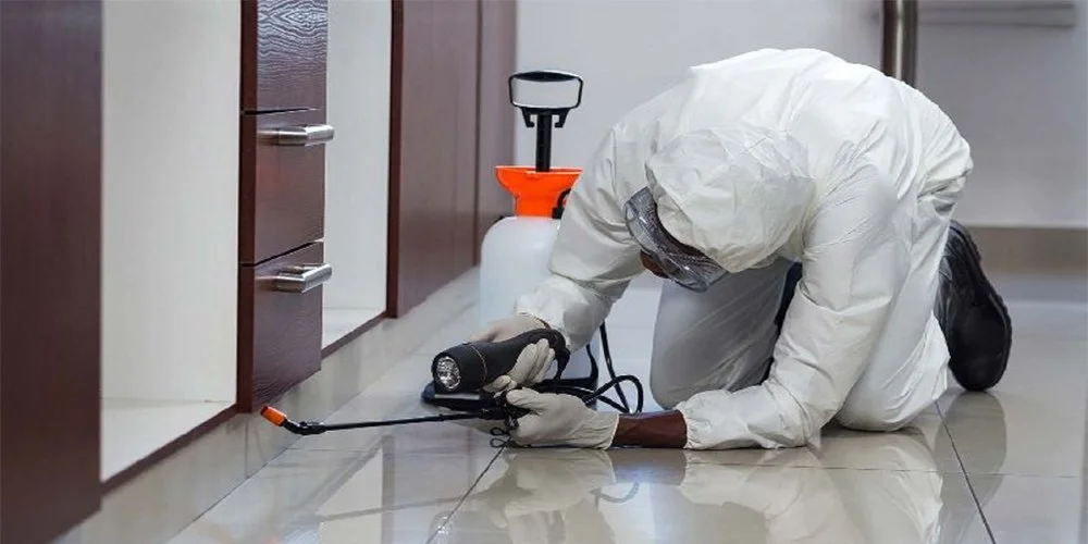 Top Signs You Need Termite Treatment Services in the USA