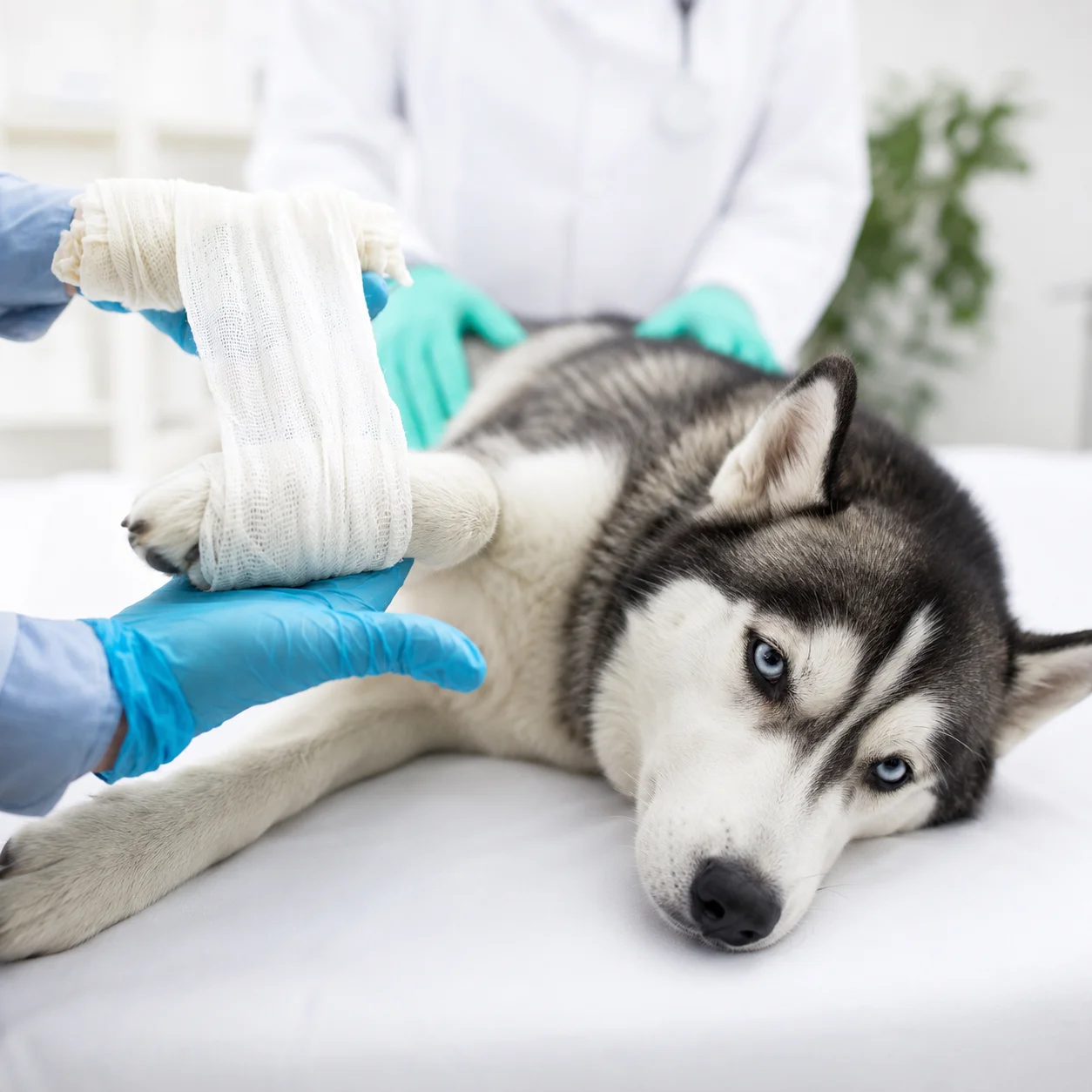 When Does Your Pet Need Soft Tissue Surgery? Signs Every Owner Should Know