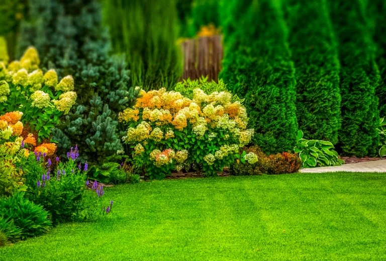 Tree and Shrub Care Improves Property and Landscape