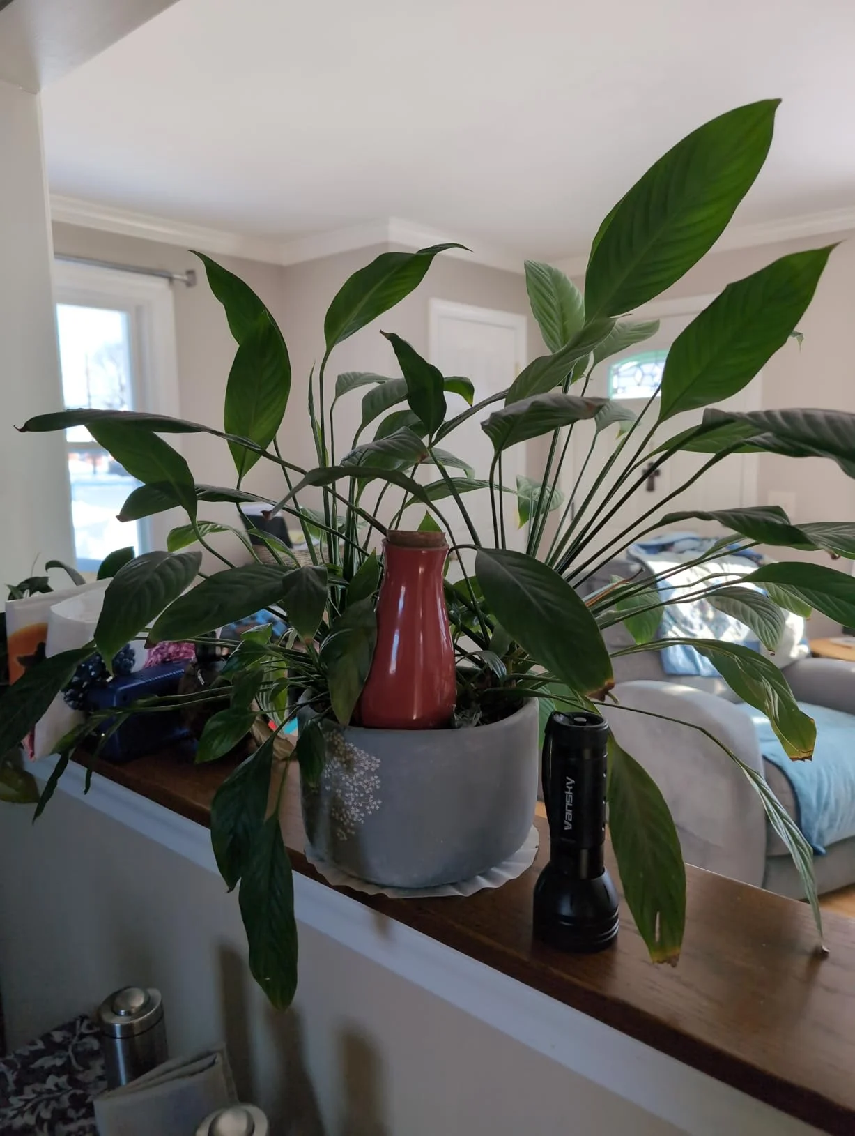 SmartiLiving Self-Watering System: A Simpler Way to Care for Plants