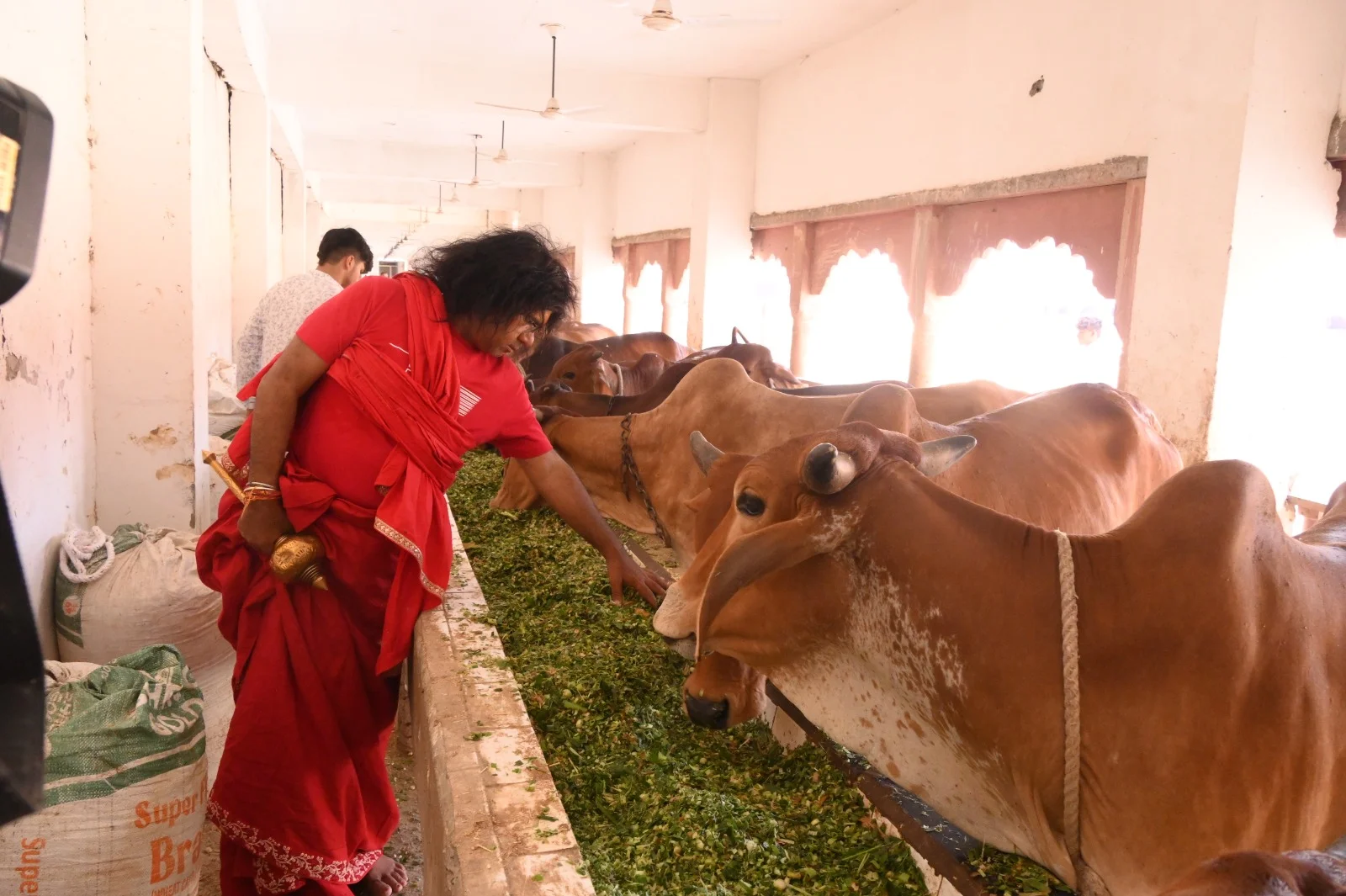 Maharaj in Goshala
