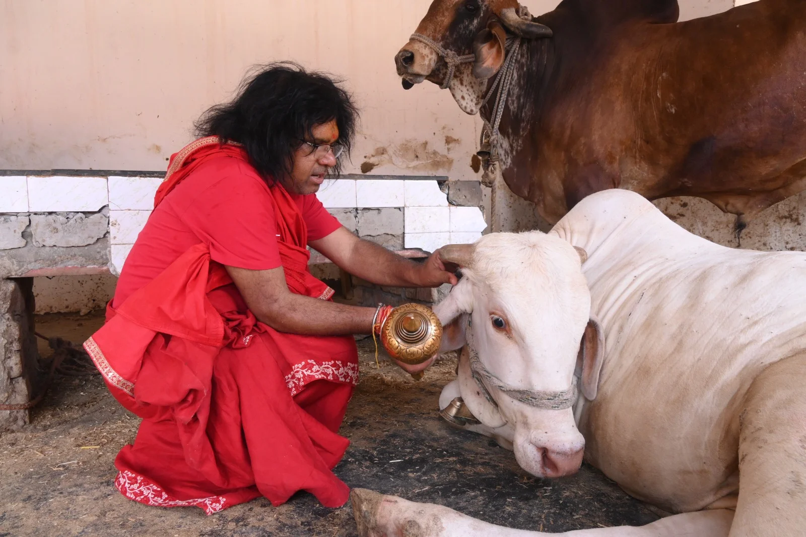 Maharaj with Cow