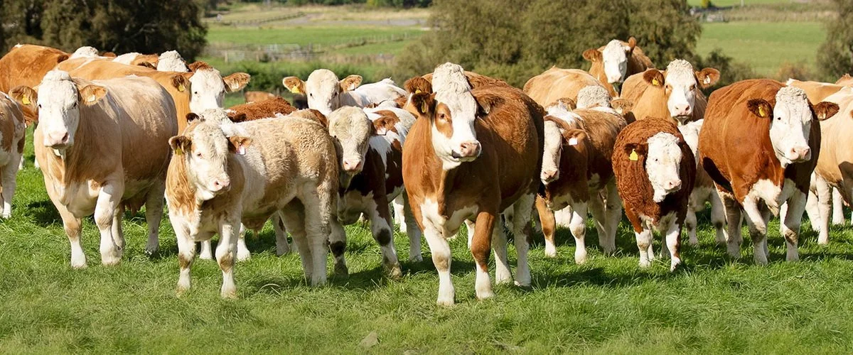 Cow Calf Pair Financing Alberta for Growing Cattle Operations