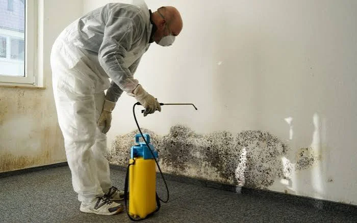 4 Benefits of Professional Mold Assessment and Remediation Services