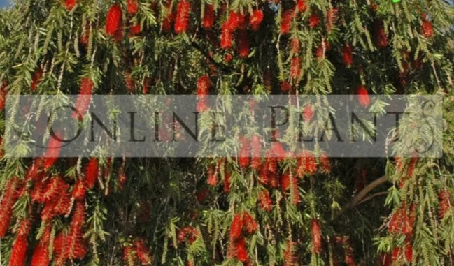 Creating Natural Privacy Zones with Thoughtful Garden Planting