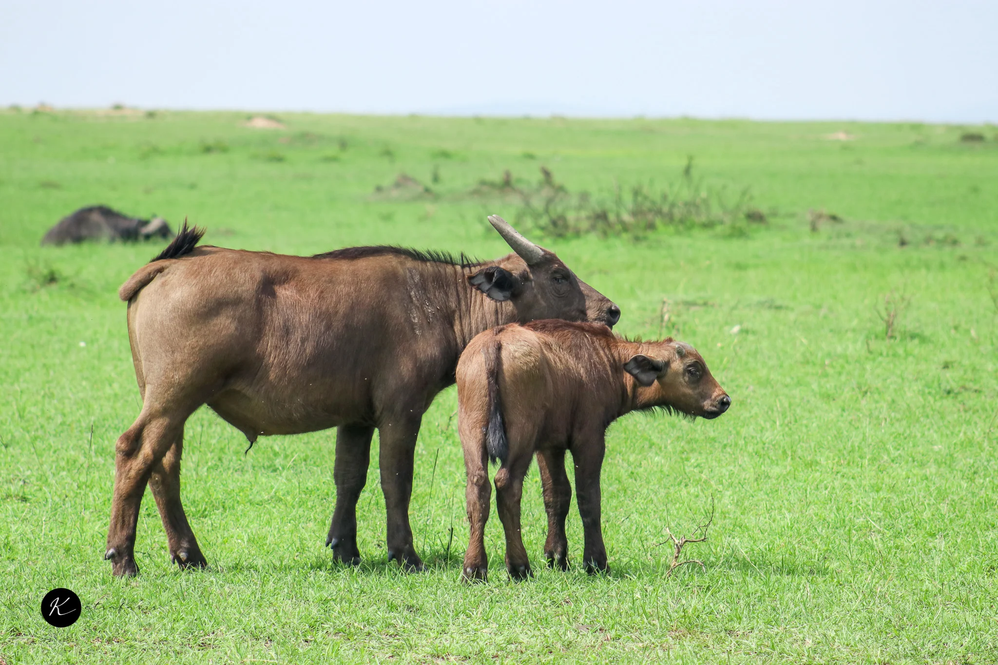 Tanzania Safari Packages for Every Traveller: Family, Honeymoon, and Group Options