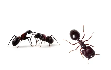 Anti Pest Control Service in Dubai – Professional Pest Management for Homes & Businesses