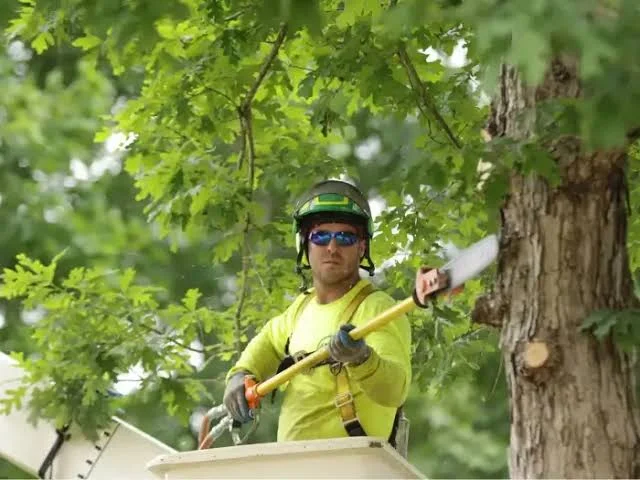 Tree Service Atlanta GA: What Homeowners Need to Know About Tree Care