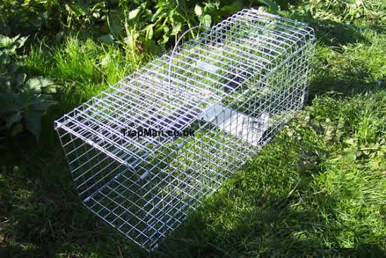 How Do Weather Conditions Affect the Performance of a Feral Pigeon Trap?