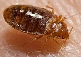 How Bed Bugs Spread in Bangalore Homes and How to Prevent Them