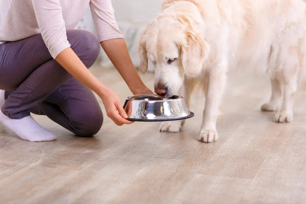 Is Dog Care New Orleans Suitable for Dogs That Prefer Staying at Home?