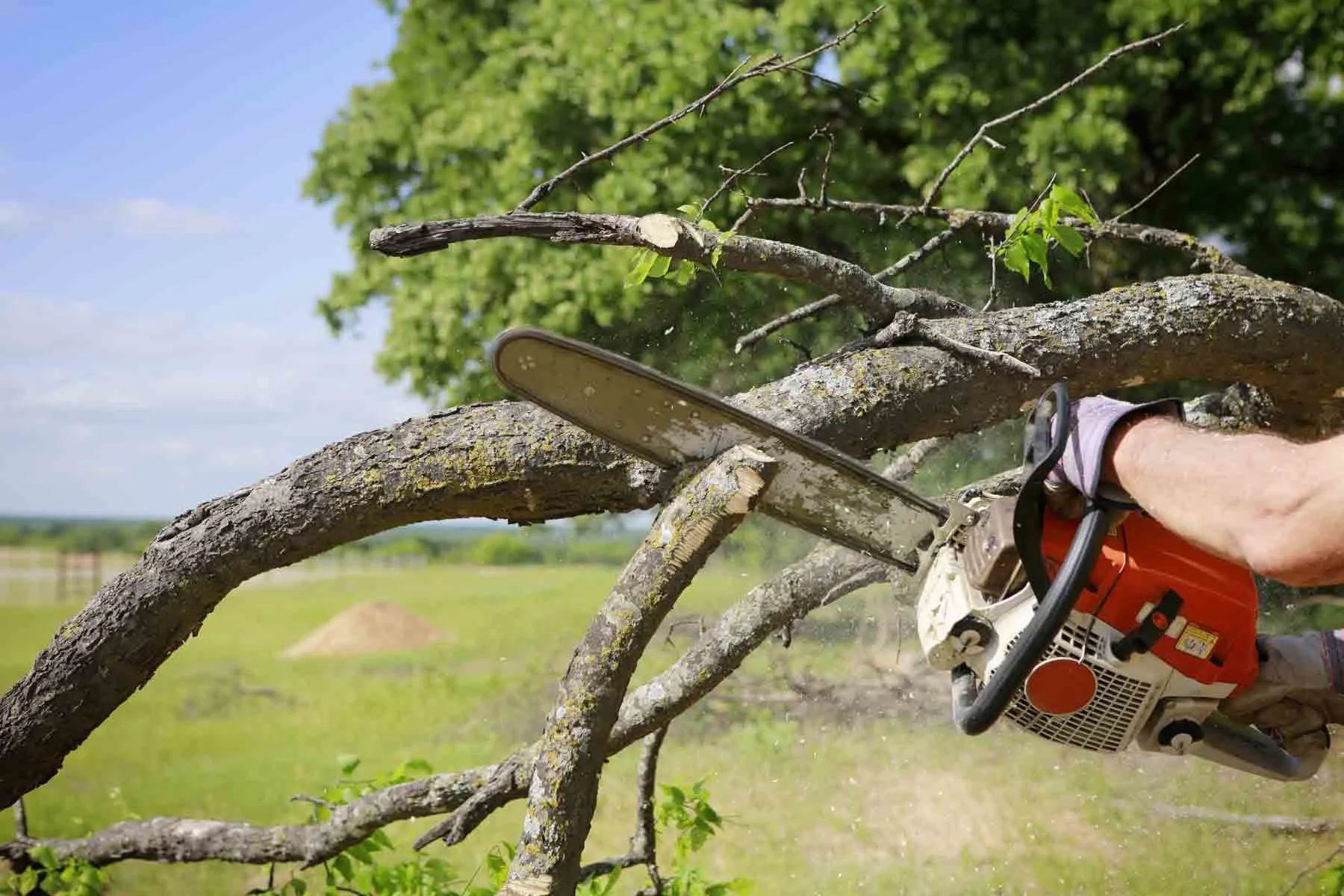 Why Tree Roots Need Protection During Construction