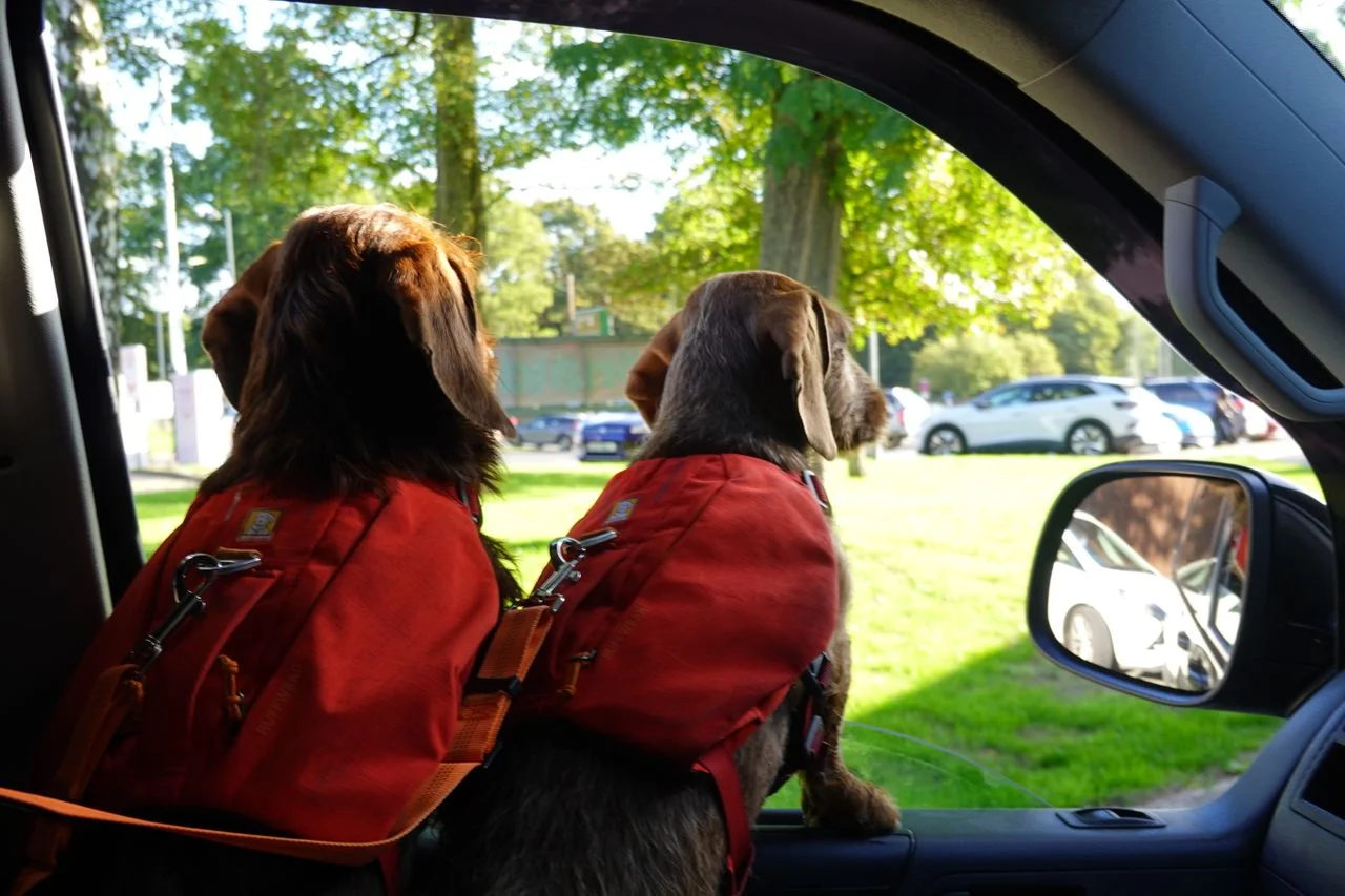 How to Be a Responsible Pet Owner When Staying in a Shared Vacation Property